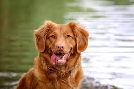 Protect Your Pets: Essential Tips to Prevent Diabetes and Hypertension