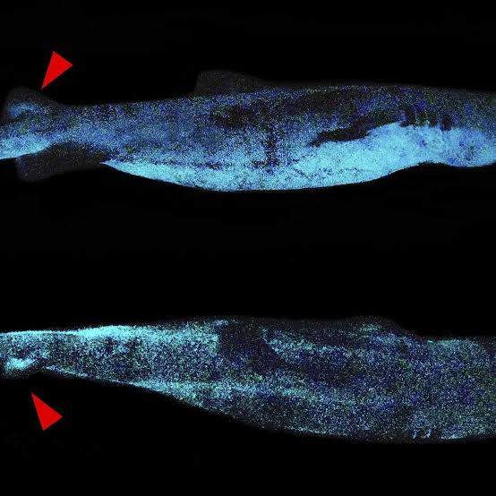 New Bioluminescent Shark Discovered Off Western Australia Lights Up The Deep