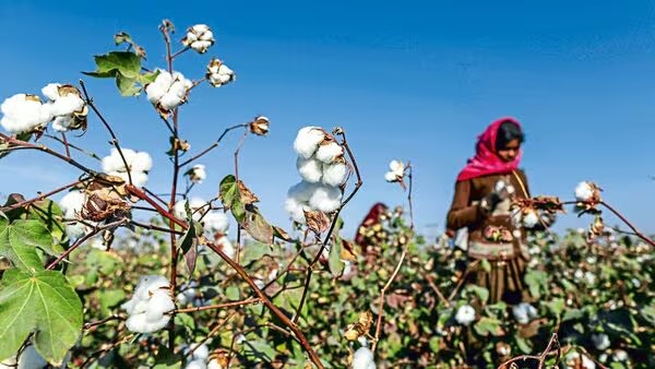 India Launches Historic Cotton Mission to Double Productivity, Boost Textile Sector