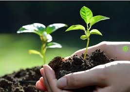 Growth On All Fronts: Nirman Agri Genetics Eyes Stock Split, Bonus Shares, And Hydroponics Expansion