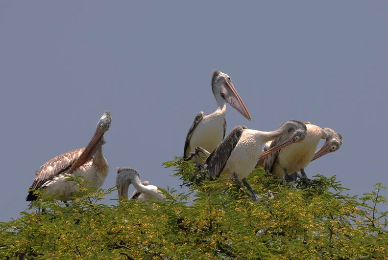 Nest-Level Insights: Birdwatching's Surprising Revelations About Life, the Universe, and Everything
