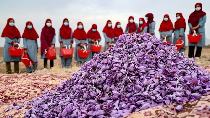 The Golden Spice Boom: Afghanistan’s Saffron Exports Hit $29.5 Million
