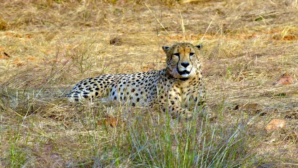 Lost No More? The Thrilling Quest to Rewild India with Genetically Revived Cheetahs