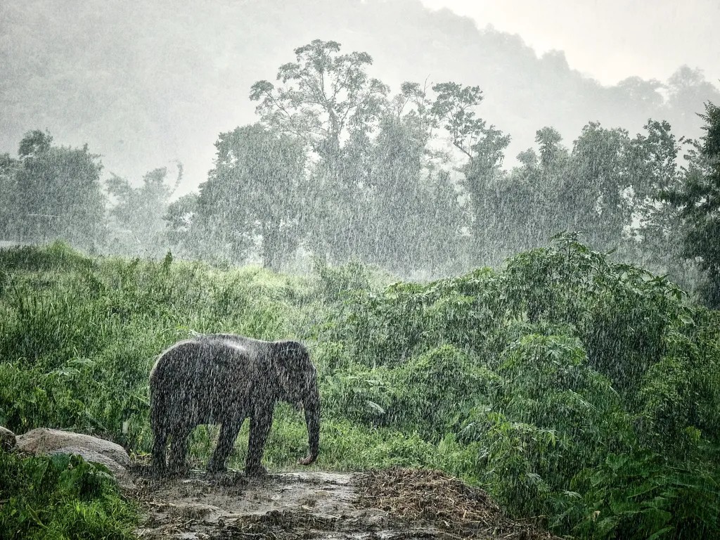 India’s Hidden Green Revolution: Forests Flourish, Biodiversity Blooms