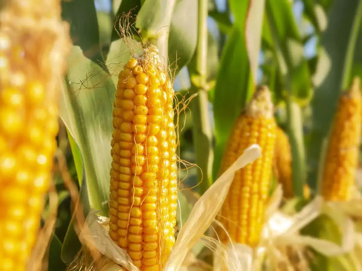 Corn Quest: Uttar Pradesh Aims to Pop Production to New Heights