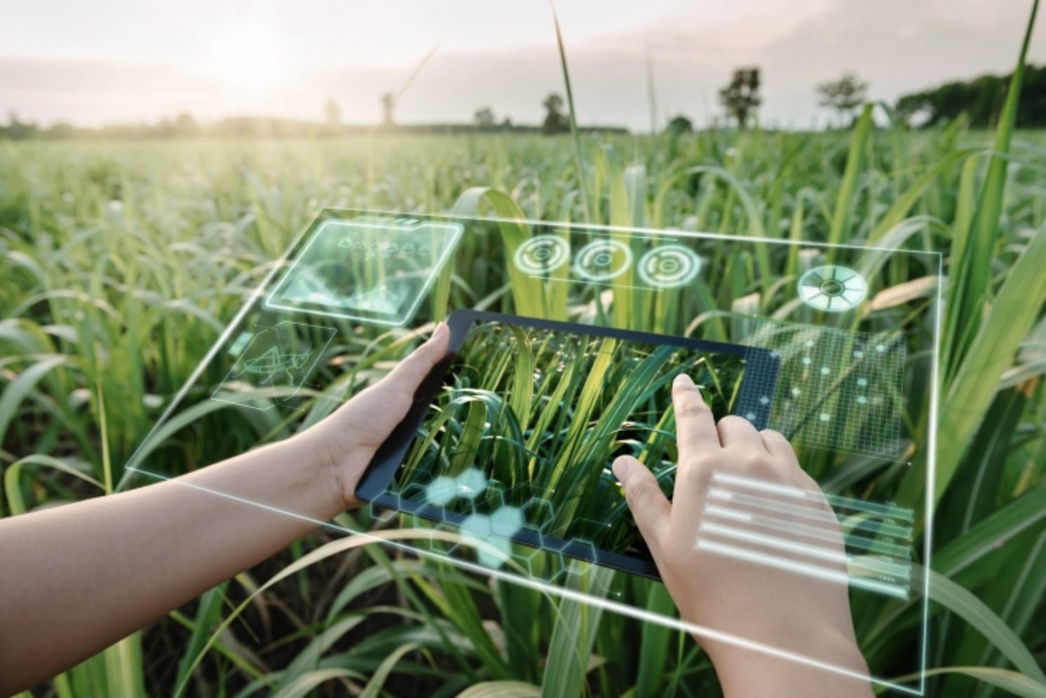 AI on the Farm: Can Algorithms Bridge India’s Agricultural Yield Gap?