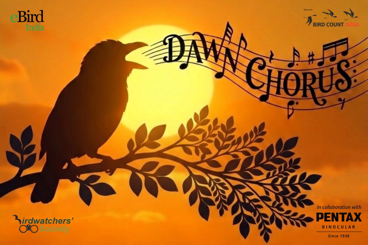 Dawn Chorus Day 2026: India’s Birdwatchers Capture Morning Melodies Nationwide