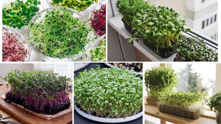 The 10-Day Microgreens Miracle: Healthy Greens for Every Indian Kitchen