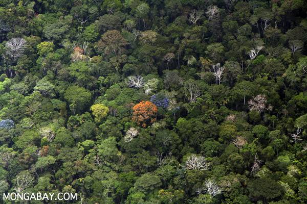 Rainforest Roulette: What Happens When the Amazon Goes Dry? Scientists Have Answers