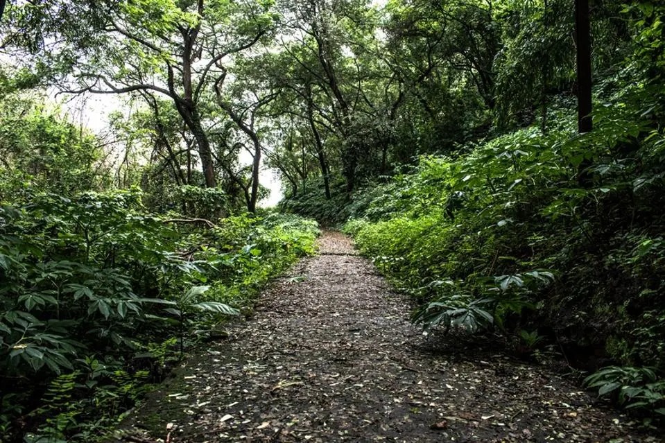 Green Tribute, Rooted in Legacy: UP to Plant Themed Forests Across All Districts