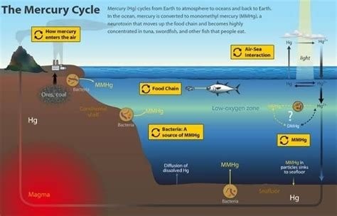 Rising to Record Highs: Sea Surface Mercury Levels Signal Need for Global Action