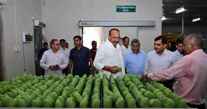 India Exports 12.5 Tons of UP Mangoes to Dubai