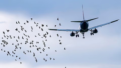 Unexpected Detour: Air India Cancels Colombo-Chennai Flight After Bird Strike Incident