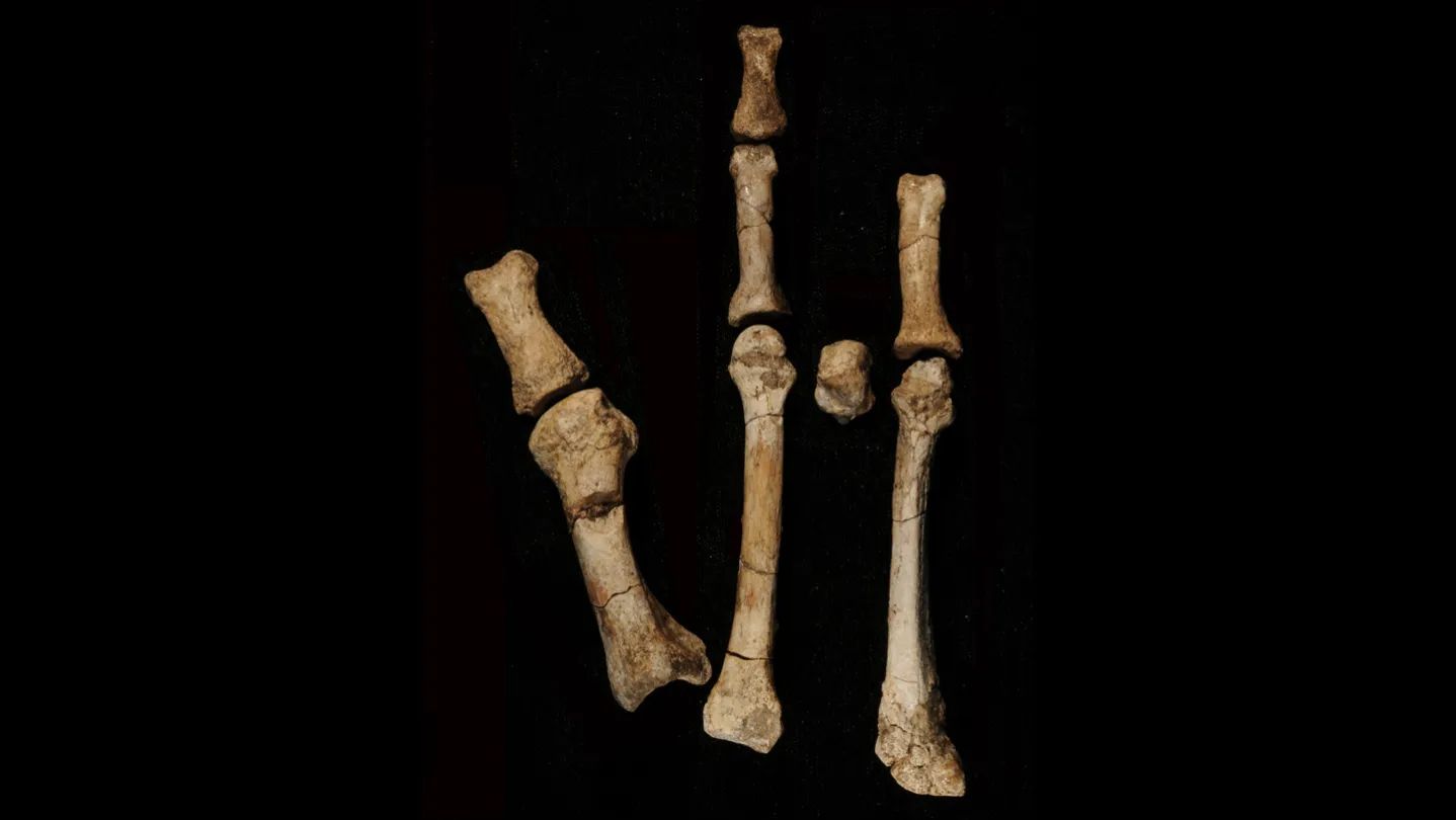 Toe-to-Toe with Lucy: Mystery Fossil Foot Points to Another Early Hominin Neighbor