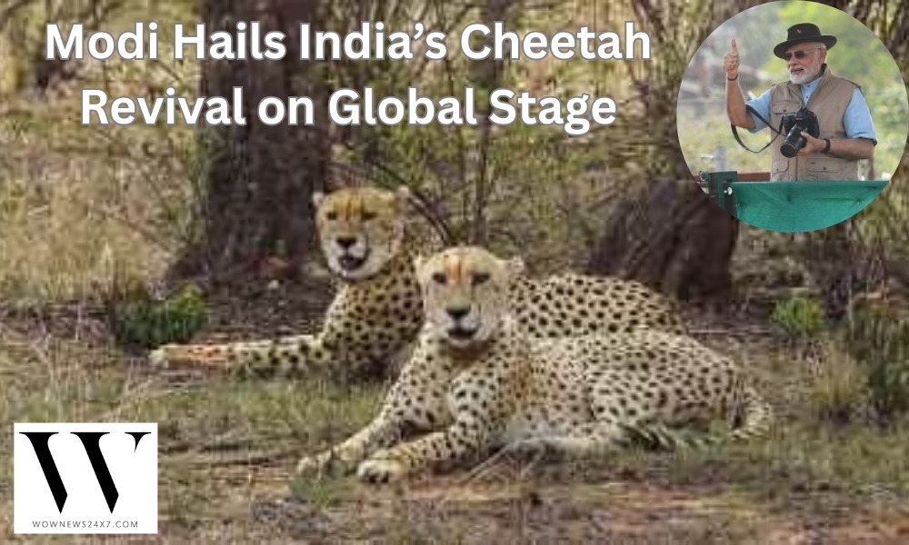 Modi Cheers MP's Cheetah Triumph: Kuno & Gandhi Sagar Roar Back to Life!