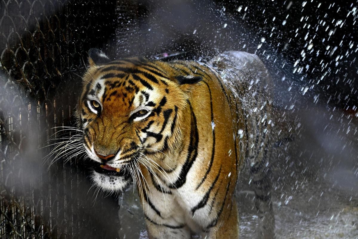 Delhi Roars: India Hosts Historic Global Summit On Big Cat Conservation
