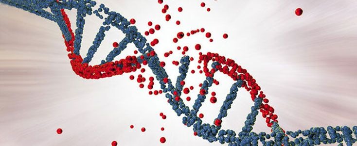 White Blood Cells Unlock Genetic Secrets of India’s Past and Future