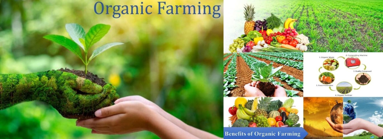 Sowing the Seeds of Change: Modern Organic Farming for a Healthier Tomorrow