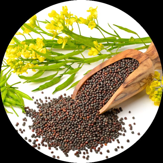 Spotlight on Mustard The Spice That Packs a Punch for Your Health Mustard