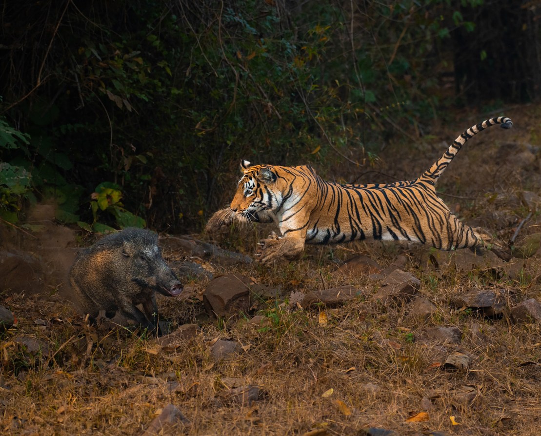 Nature inFocus Photography Awards 2024 Showcases Stunning Wildlife Imagery