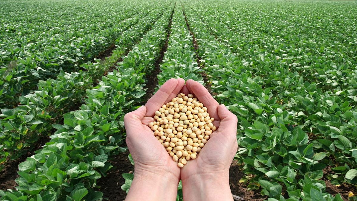 U.S. Hits Indian Soybean Meal With Huge Tariff, Puts LT Foods and Ecopure Specialities in the Spotlight