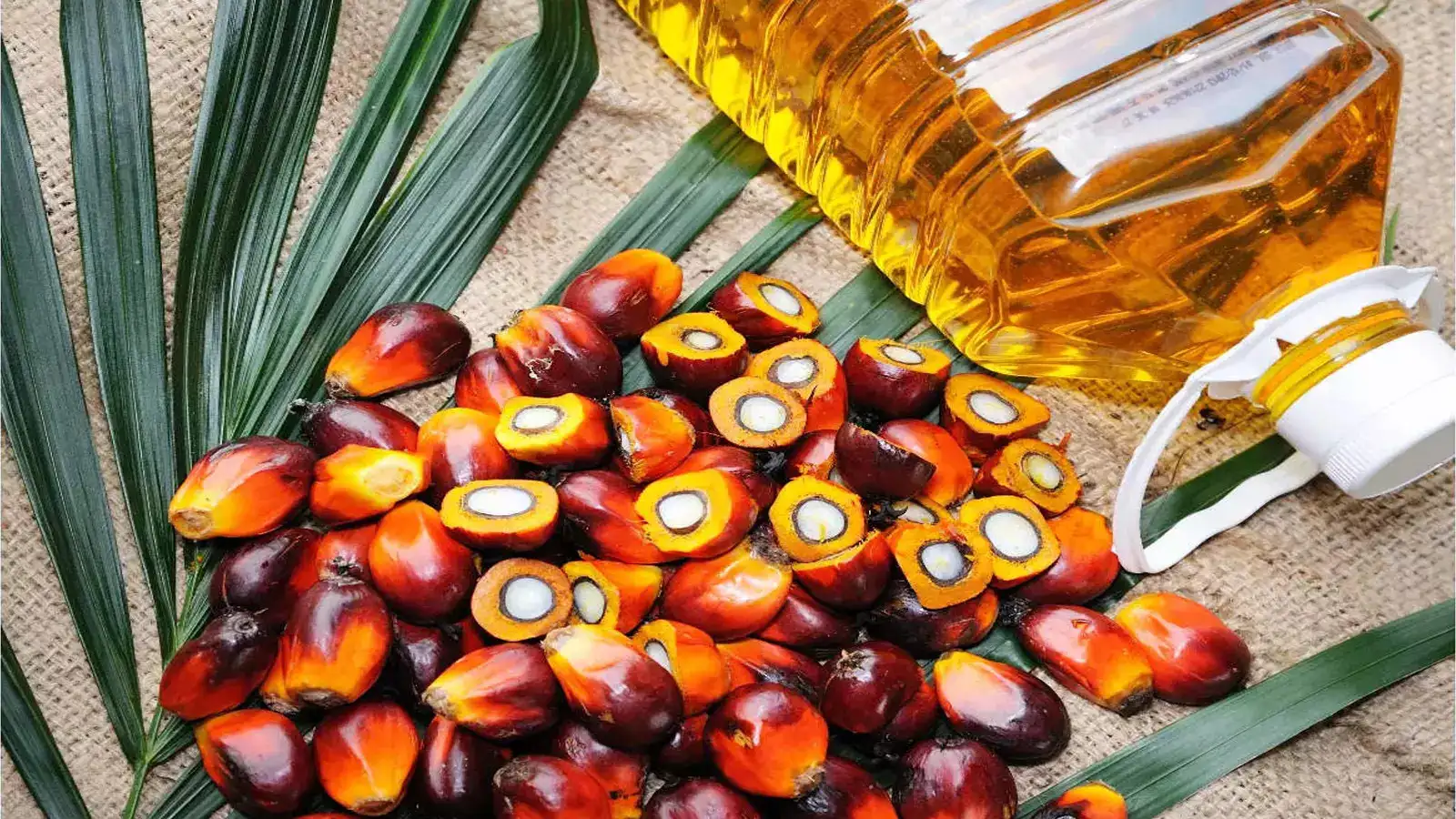 Malaysian Palm Oil Council (MPOC) Forecasts Palm Oil Stability Amid Low Output & Holiday Buying