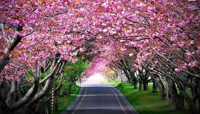 Shillong Cherry Blossom Festival 2025 Set to Bloom with Global Icons and Local Rhythms on November 14-15