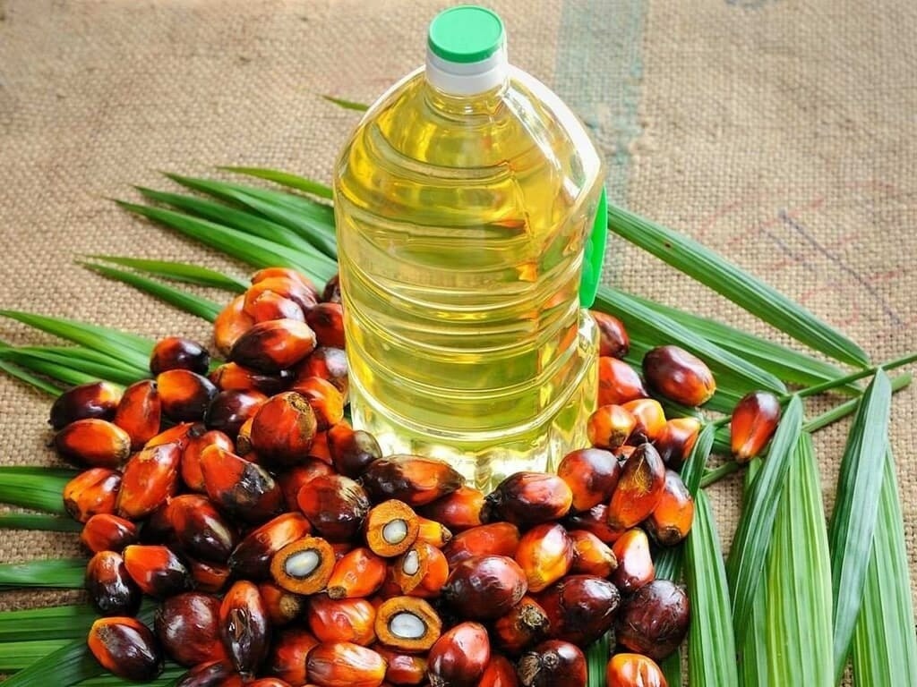 Palm Oil Goes Global: Malaysia’s August Export Wave Makes Market Splash