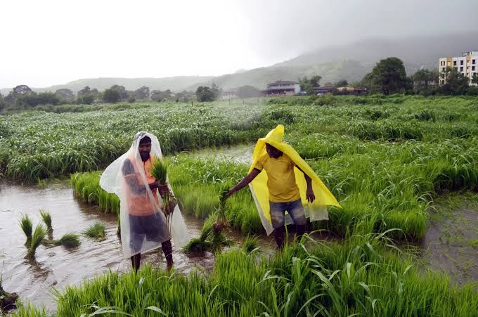 Sowing Success: India Prepares for a Landmark Rice Season