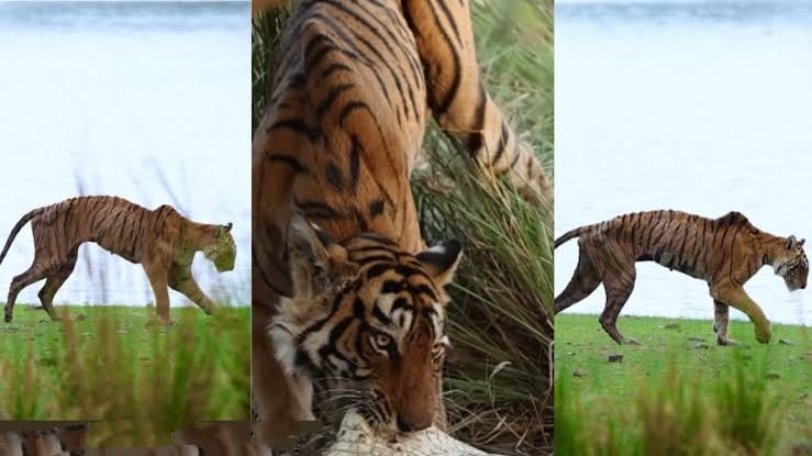 Arrowhead’s Final Roar: The End of an Era in Ranthambore