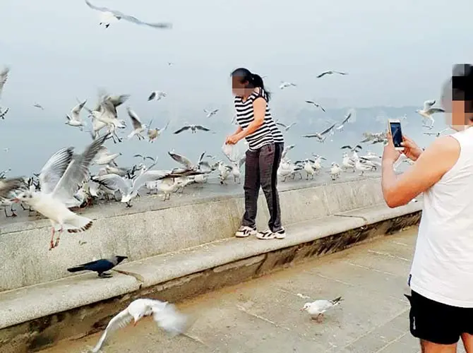 Tourists Endangering Migratory Seagulls with Junk Food on Mumbai's Versova Bridge