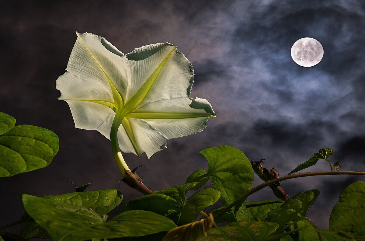 The Secret Life of Lunar Gardens: Plants That Awaken Under the Moon’s Gaze