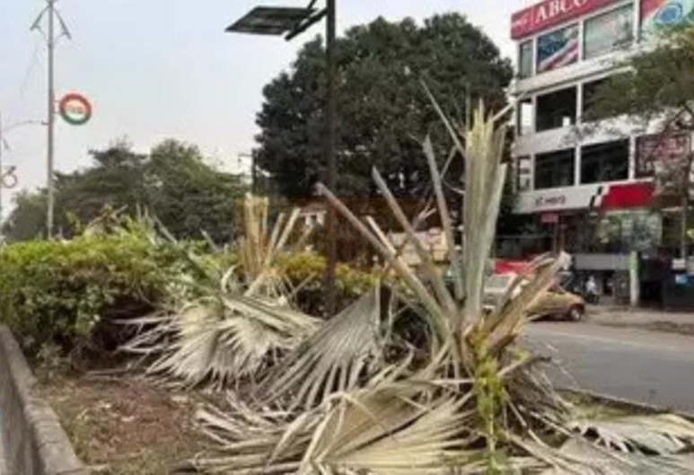 Shubharrambh Media Owner Faces Legal Action for Illegal Tree Cutting