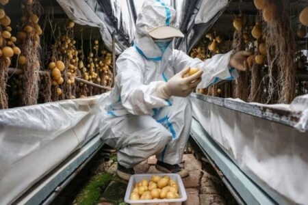 Spud-tacular News: Agra to Host International Potato Research Centre