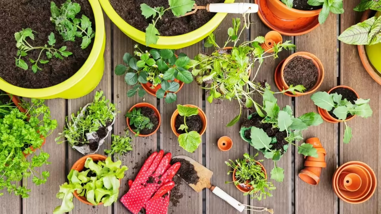 Fresh Harvest at Your Doorstep: 9 Best Vegetables for Your Home Garden