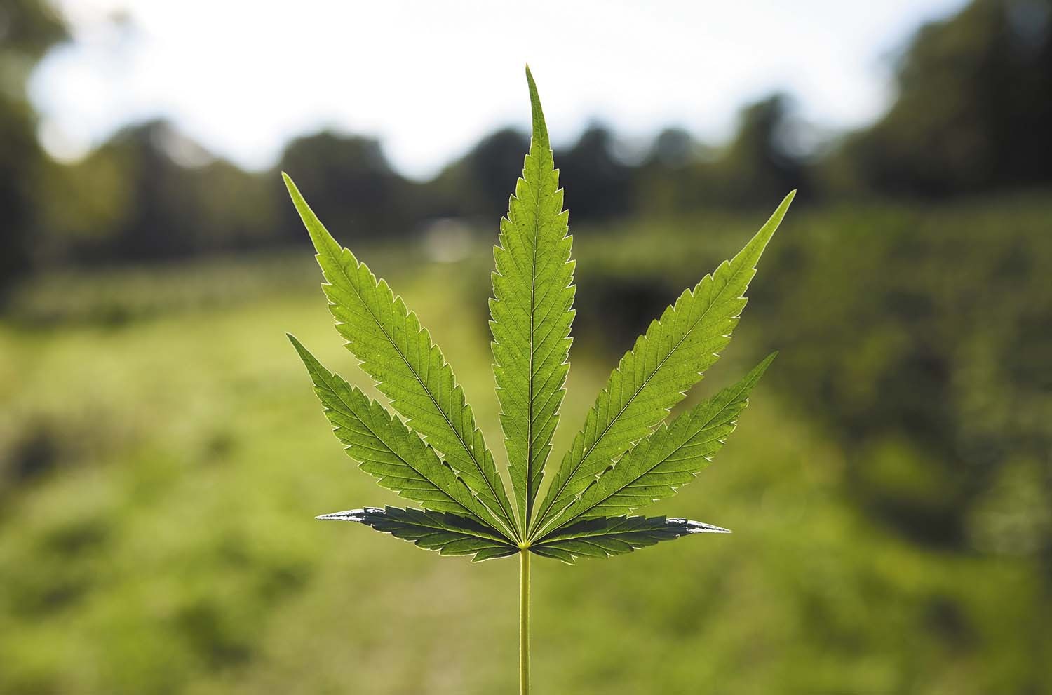 Cannabis Reclassification Sparks Medicare Debate As ER Visits Surge