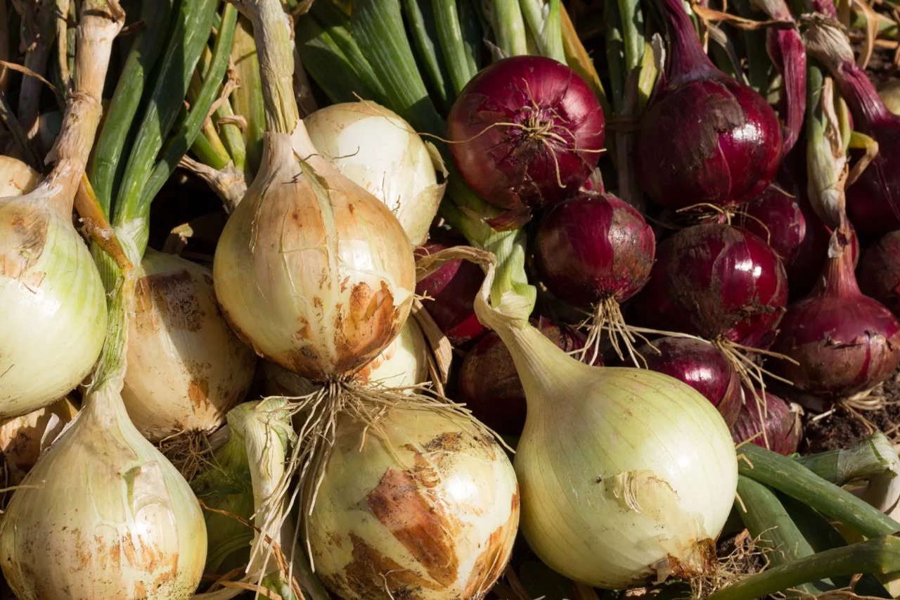 Onion & Identity: A Humble Slice of India’s Culinary Heritage