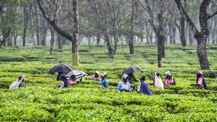 Nepal Tea Trade: Factories Shut Down Over India’s Stricter Import Rules
