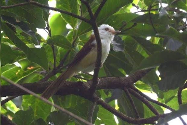 Rare White-Hooded Babbler Sighted in North Bengal After 95 Years