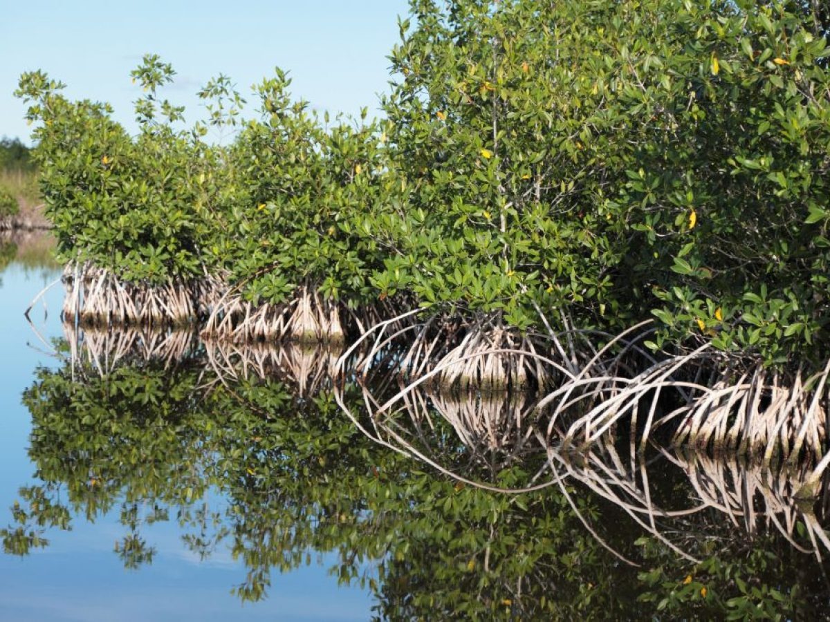 Sundarbans Shrinking: Climate Change Threatens World's Largest Mangrove Forest