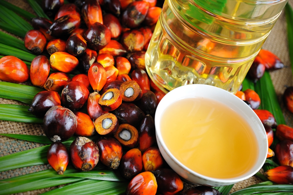 Malaysia’s Palm Oil Juggernaut Rolls On — August Shipments Surge Past 1.3M Tons
