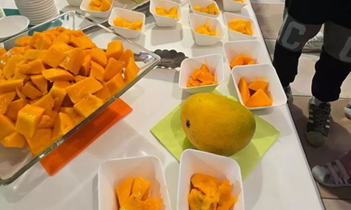 Seattle Gets A Taste Of Home How Indian Mangoes Finally Hit Costco And Local Shelves