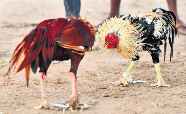 Andhra Pradesh Cracks Down on Illegal Cockfighting: Over 5,000 Cases Booked