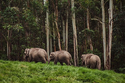Where Giants Roam: 5 National Parks to Witness the Great Indian Elephant in the Wild