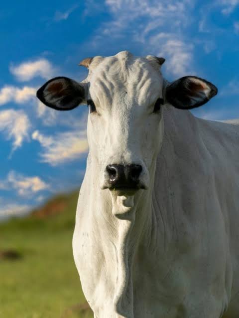 Indian-origin cow sets Guinness World Record clocking in ₹40 crore at Brazil auction