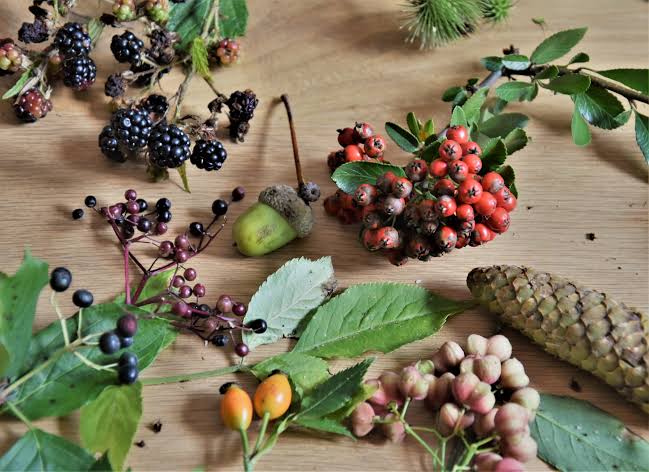 Beneath the Pines: Six Surprising Fruits Redefining Alaska’s Forest Feast