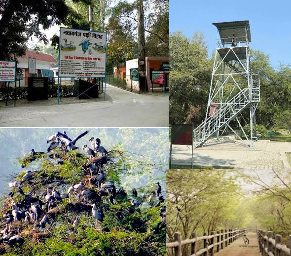 Beyond the Nawabs: Lucknow’s Secret Birdwatching Oases Unveiled