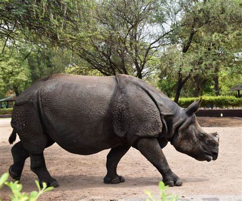 Dine with Rhinos: Hyderabad Zoo's Exclusive 'Rhino Food Court' Brings Wildlife Near Visitors