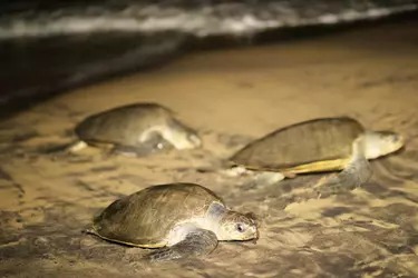 Nature's Night Out: Olive Ridley Turtle Turns Juhu into Unexpected Wildlife Hotspot