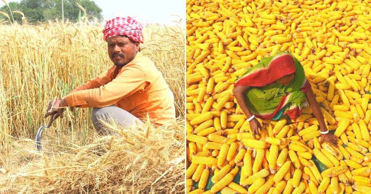 No More Haggling: UP Farmers Get Full Price for Maize, Hassle-Free
